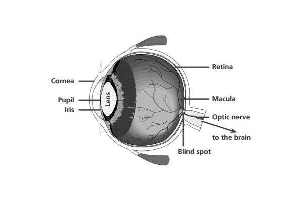 Fundus Fluorescein Angiography