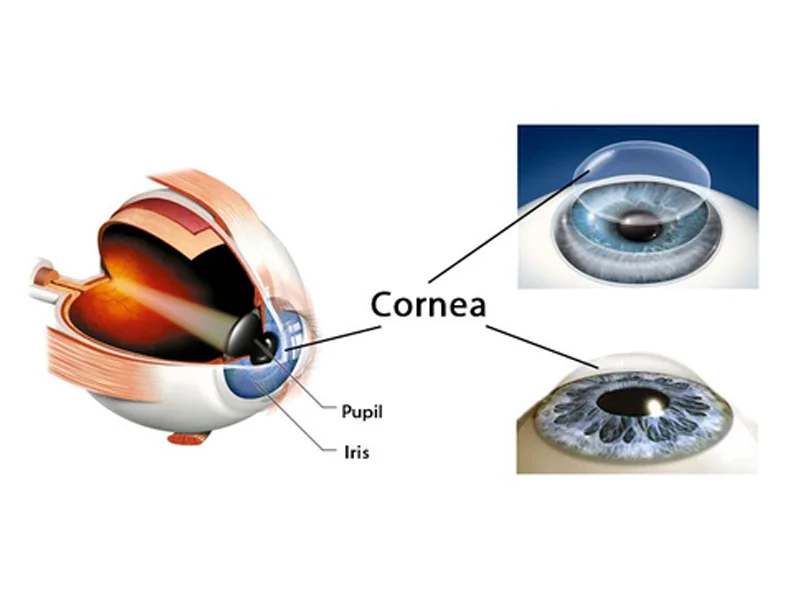 Cornea